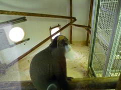 Cercopithecus neglectus