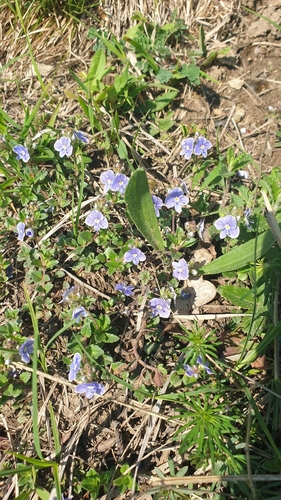 Veronica petraea, photograph 2