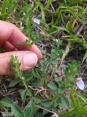 Justicia petiolaris