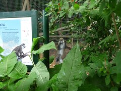 Cercopithecus cephus