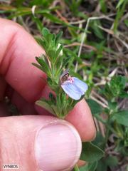 Justicia petiolaris