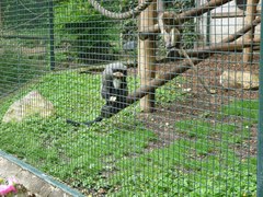 Cercopithecus neglectus