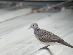 Geopelia striata
