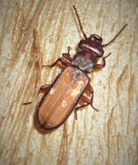 Platisus angusticollis