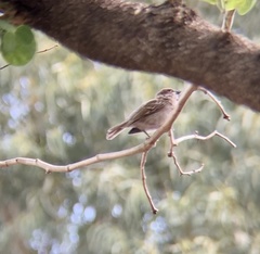 Passer montanus