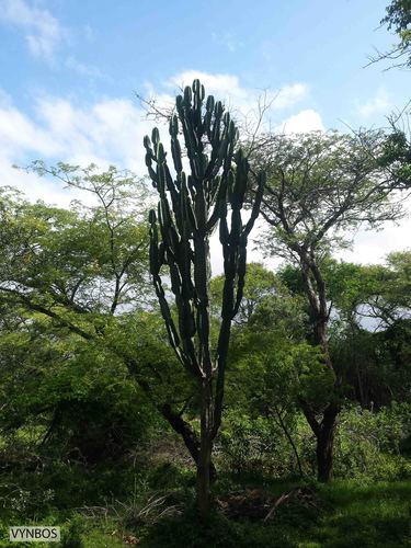 Euphorbia ingens