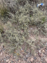 Prosopis strombulifera