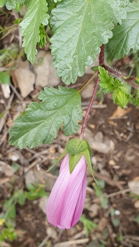 Malope malacoides image