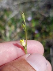 Linum medium texanum