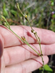 Linum medium texanum