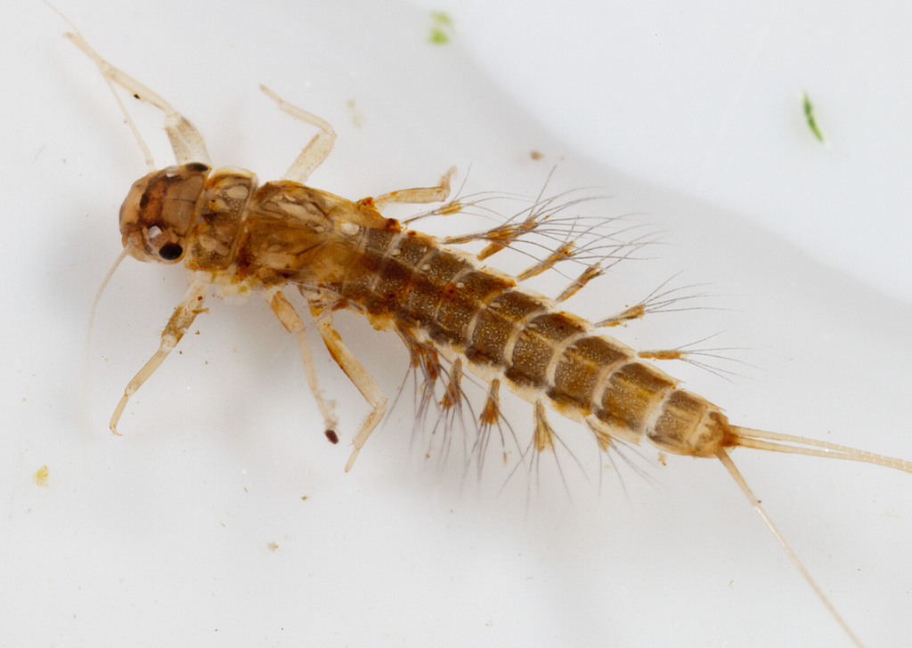 Habrophlebia vibrans