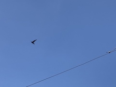 Collocalia marginata