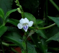Asystasia intrusa