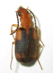 Brachininae