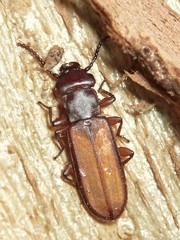 Platisus angusticollis