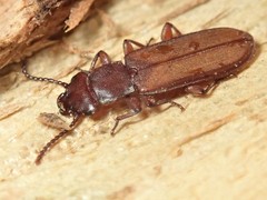 Platisus angusticollis