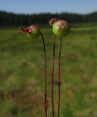 Vaccinium microcarpum