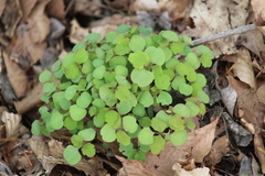 Thalictrum thalictroides