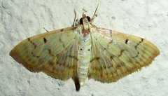 Spilomelini