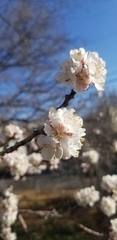 Prunus