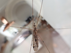 Tipula rufina