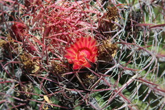 Ferocactus peninsulae