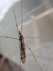 Tipula rufina