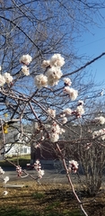Prunus