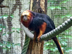 Leontopithecus chrysomelas