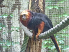 Leontopithecus chrysomelas