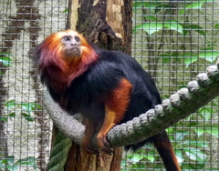 Leontopithecus chrysomelas