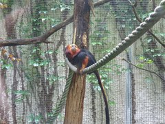 Leontopithecus chrysomelas