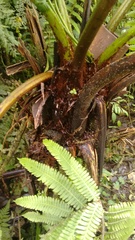 Cyathea fulva