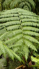 Cyathea fulva