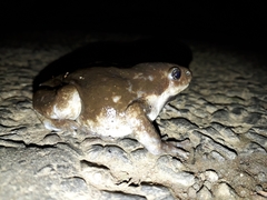 Uperodon globulosus