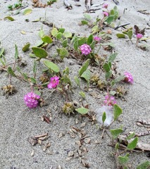 Abronia umbellata breviflora