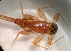 Maccaffertium modestum