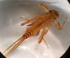 Maccaffertium modestum