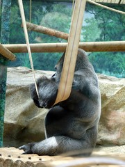 Gorilla gorilla