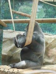 Gorilla gorilla