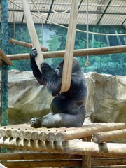 Gorilla gorilla