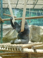 Gorilla gorilla