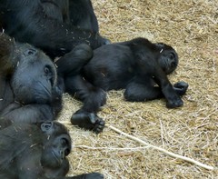 Gorilla gorilla
