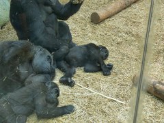 Gorilla gorilla