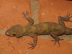 Cyrtodactylus soba