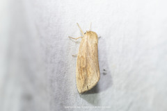 Saliocleta