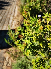 Searsia crenata