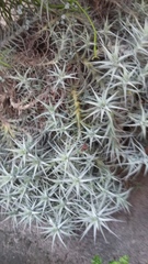 Tillandsia cauligera