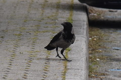 Corvus cornix
