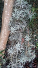 Tillandsia cauligera